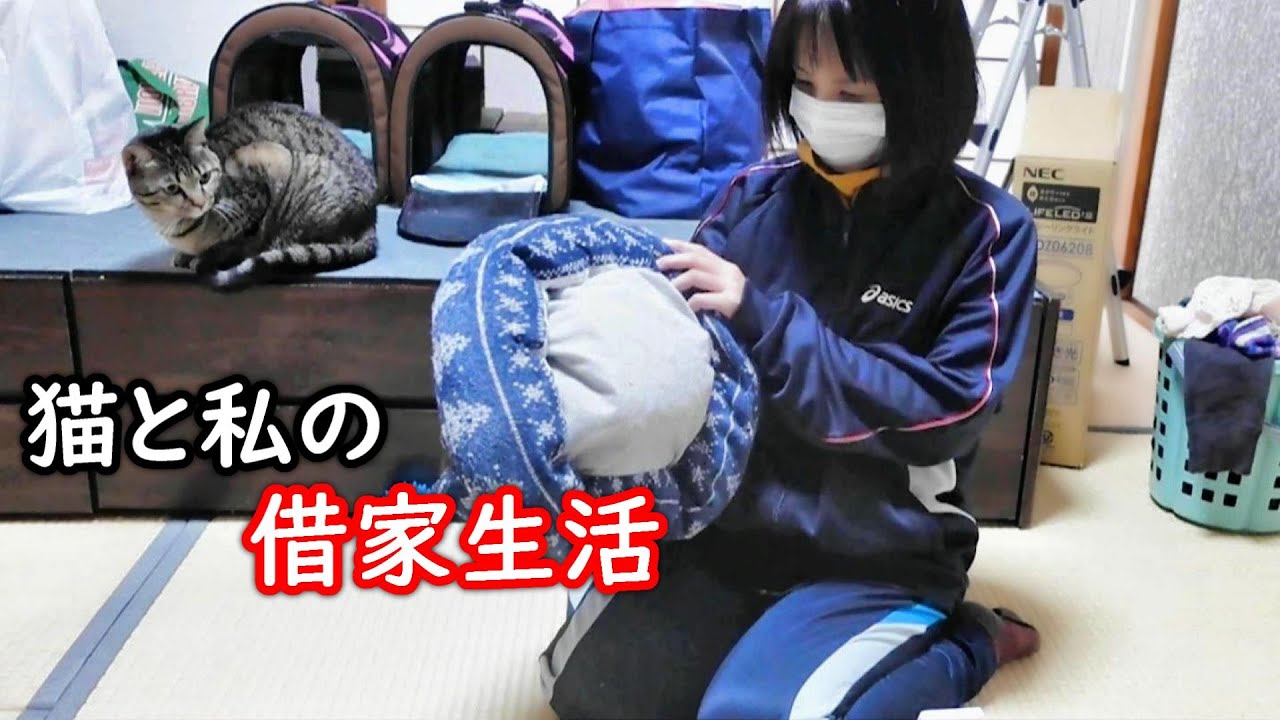 仕事から帰ると猫達が待っている！破壊神ねねこ！