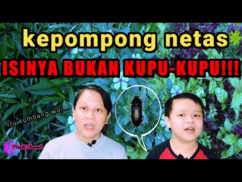 Video: Bisakah kepompong basah?