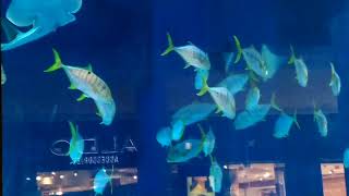 حديقة الأسماك في دبي مول ( ١ )