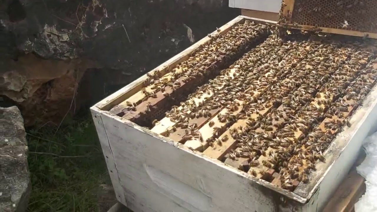 الدرس ال82: جمع العسل بطريقة التيتيم 😉