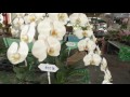 цветочный магазин в Паттайе