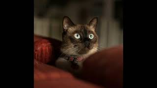 Free Beat with Mandatory Credits p Nelfire producer freebeats