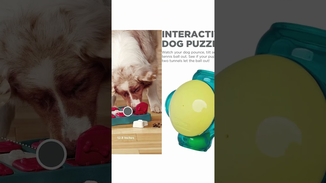 Best Interactive Dog Toy's on Amazon! The Girl's favorite! 