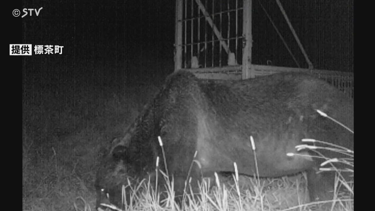 熊の胆嚢　ヒグマ北海道 fukai_011604256-088