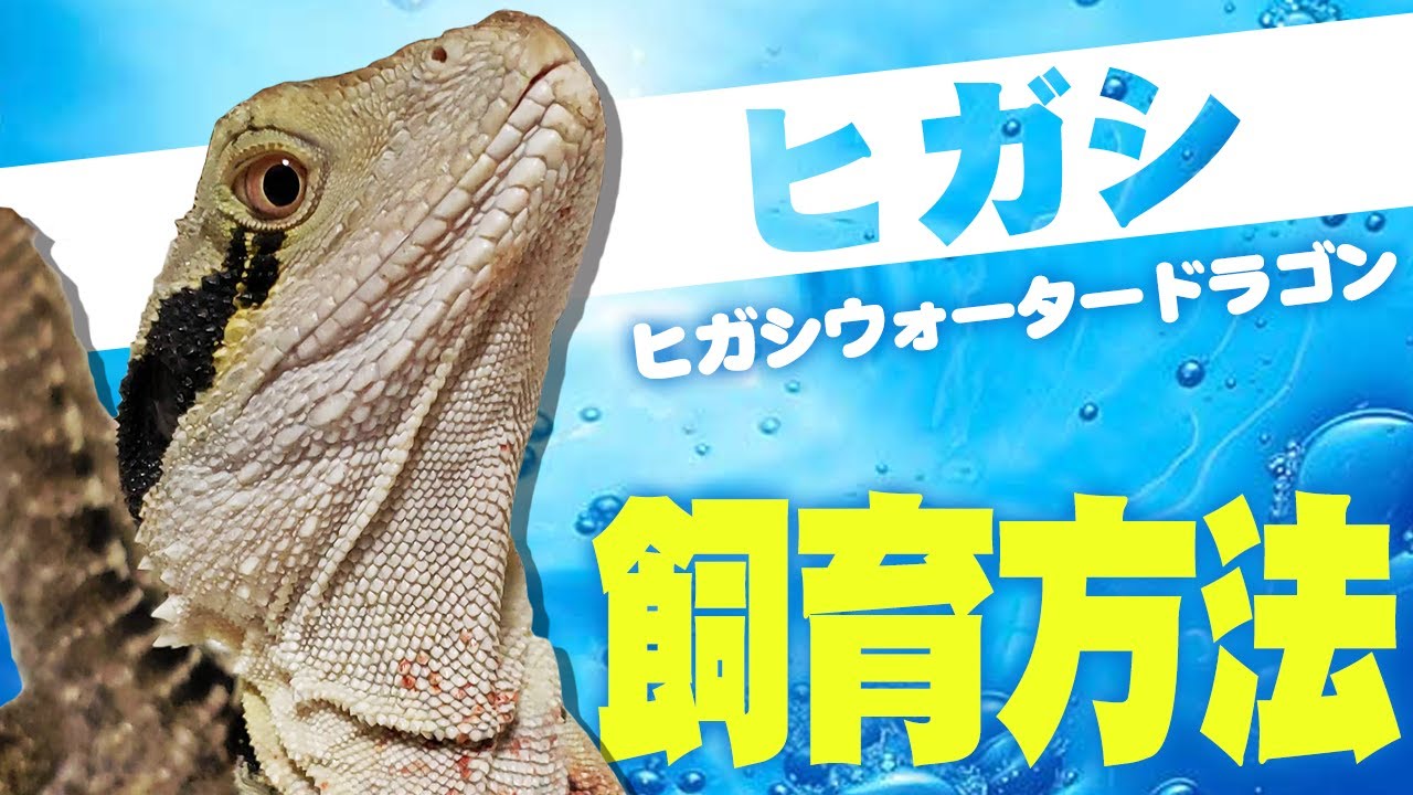 ヒガシウォータードラゴンの飼育方法を紹介します Australian Water Dragon Youtube