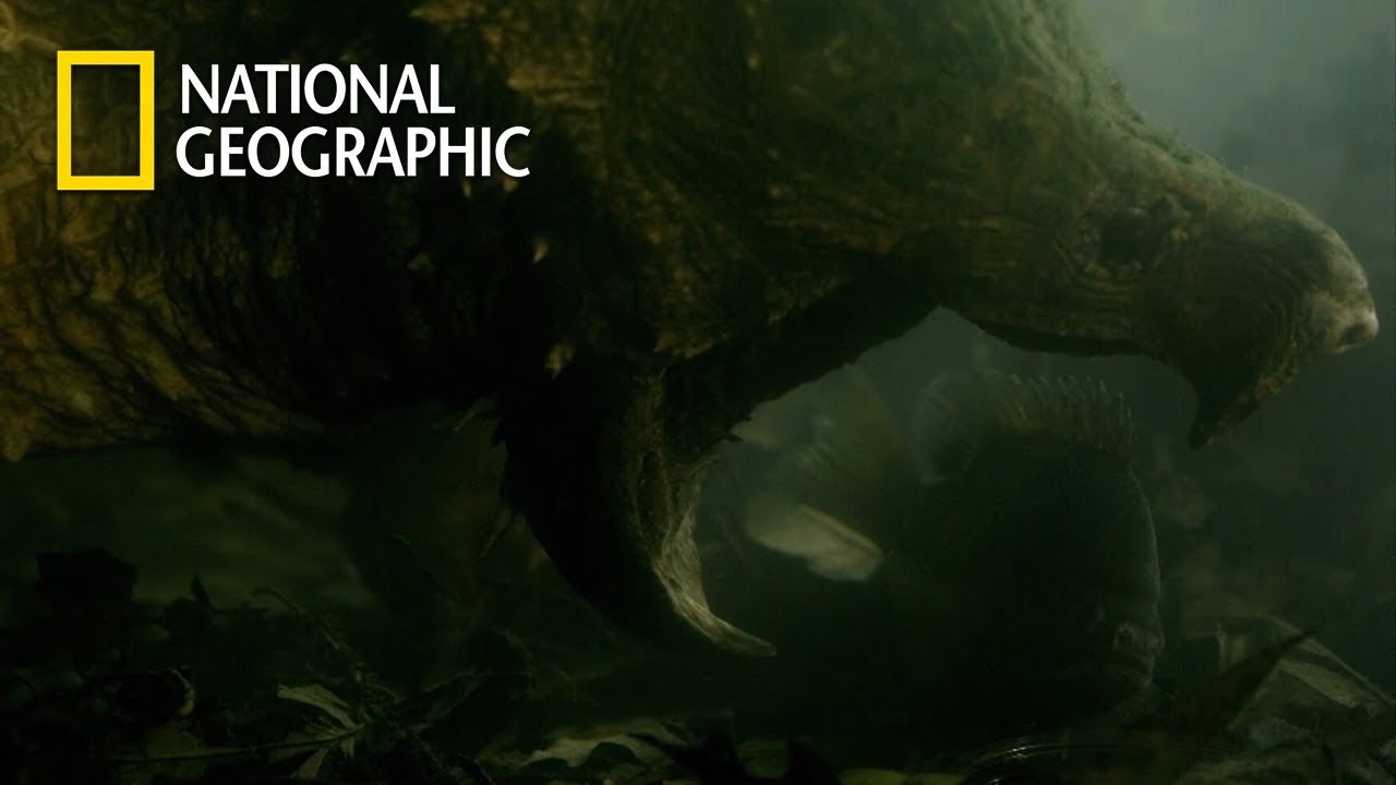 한번 걸리면 갈기갈기 찢어버리는 '악어거북'의 사냥 장면!