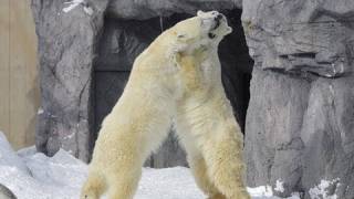 真冬の旭山動物園　元気な動物たち~The Asahiyama Zoo in Winter