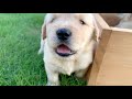 売れ残ったゴールデンレトリバーの子犬がこうなりました…