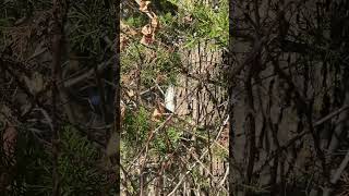 downy woodpecker! #fyp #foryou #nature #outdoors #outside #hiking #bird #animal #woodpecker