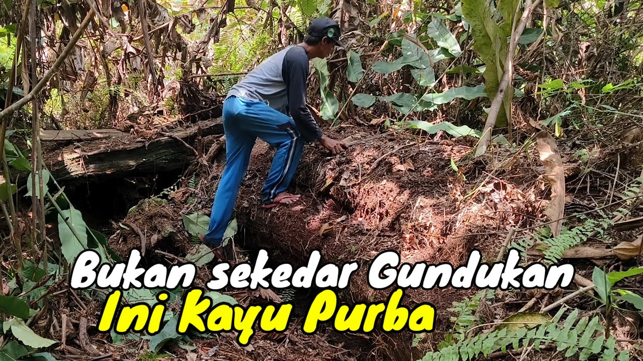 DIKIRA GUNDUKAN TANAH ‼️KAYU JAMAN PURBA KALIMANTAN TIMUR