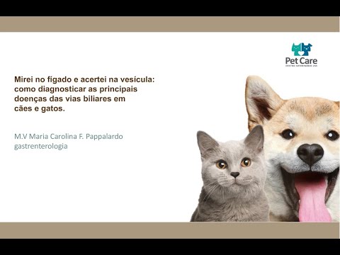 Vídeo: Inflamação Da Vesícula Biliar E Do Ducto Biliar Em Gatos