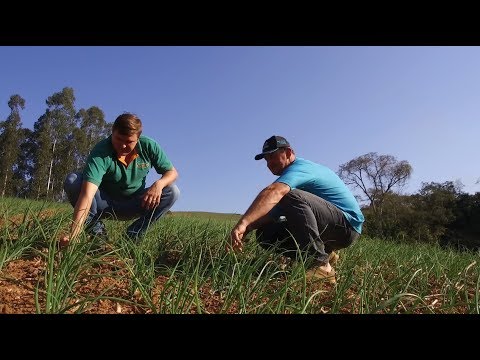 Vídeo: Semeadura De Cebolas De Inverno