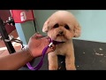 How to Trim a Toy Poodle’s Head