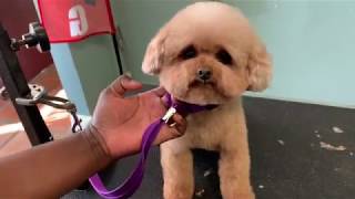 How to Trim a Toy Poodle’s Head by General Pet Grooming 12,446 views 4 years ago 11 minutes, 9 seconds