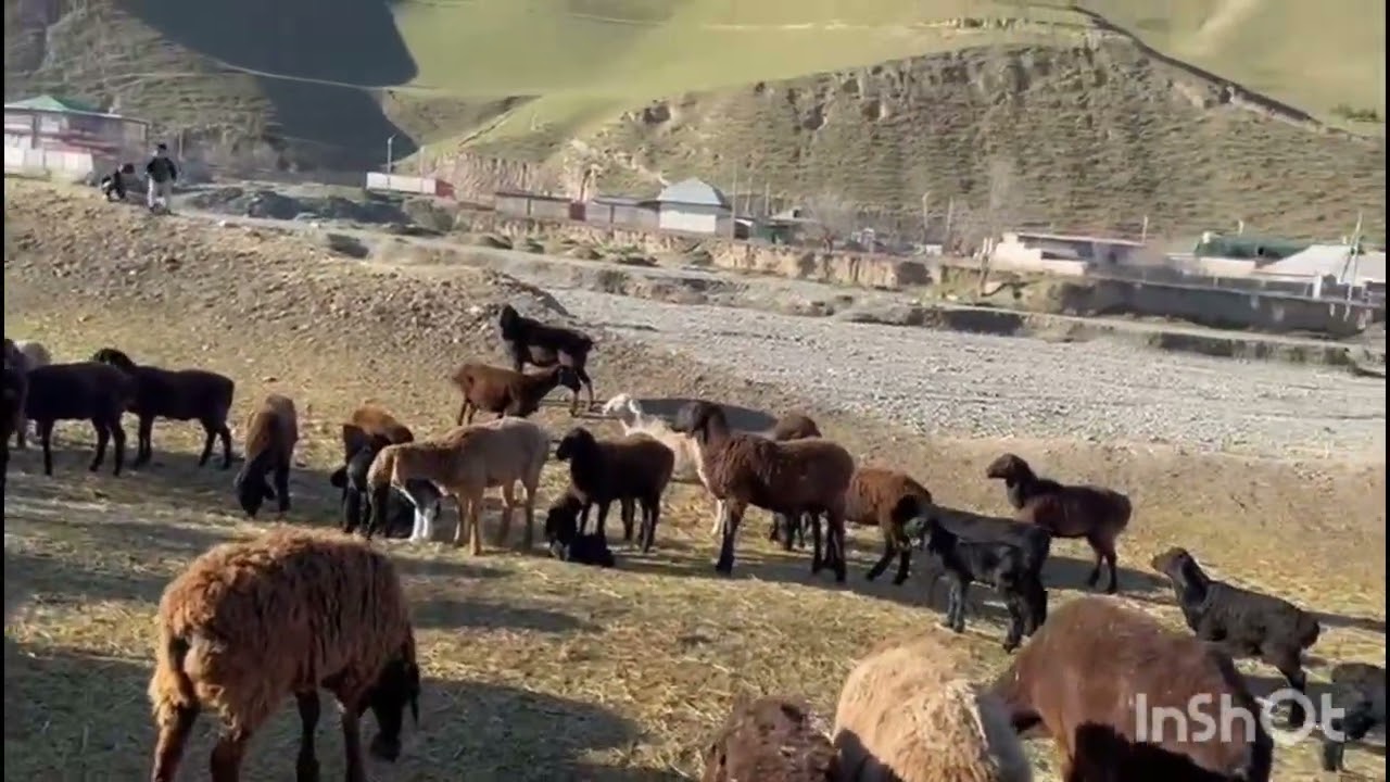 Ном сохиби мол 988279091 