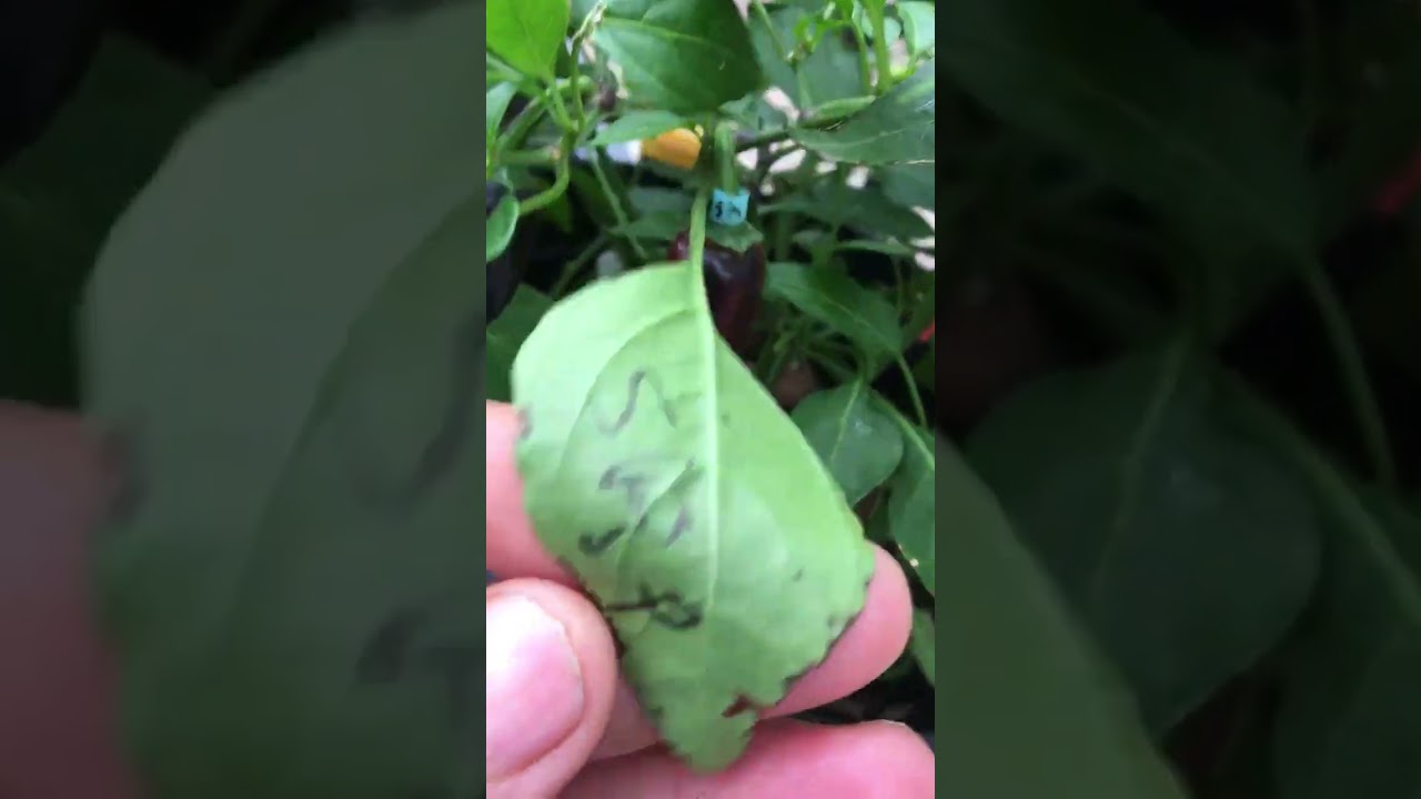 VSRP a little history aka Variegata x Sugar Rush Peach