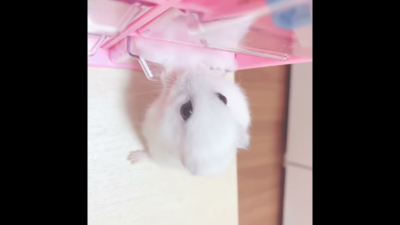 さきまるちゃん - YouTube