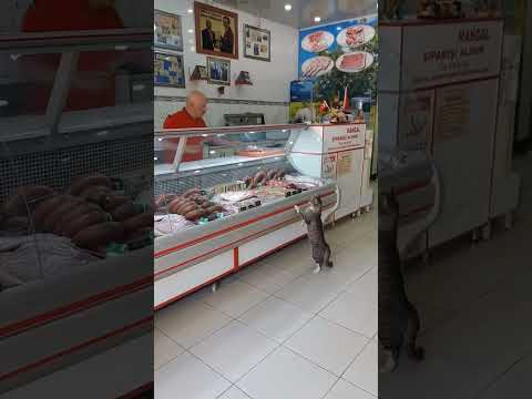 EN İYİ MÜŞTERİ ❤️ #animal #kedi #animals #cat #kitten #katze #love #cats