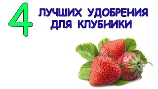 Удобрения для клубники. 4 лучших удобрения для клубники.(Подписывайтесь на канал 