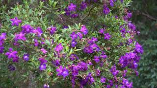 109 Davenport Drive, Bonogin QLD 4213