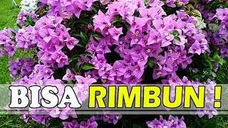 10 JENIS WARNA BOUGENVILLE (BUNGA KERTAS) YANG BISA BERBUNGA RIMBUN