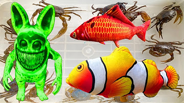 Kem Ốc Chanel ra đồng lấy nơm úp cá được cá hề, cá koi, con cua, rùa, cá koi, cá nheo, cứu con chó.