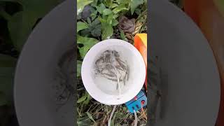umpan jitu mangrove jack