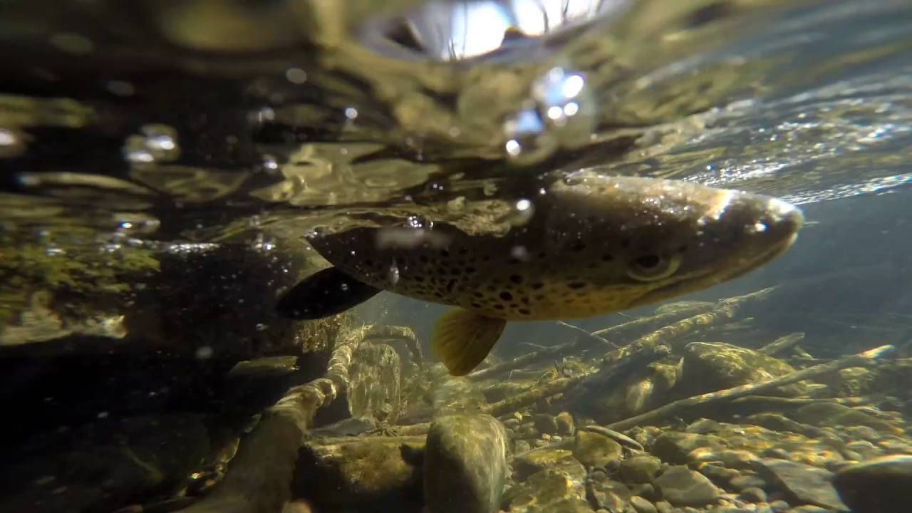 Winter Trout Fishing in Columbus, OH YouTube