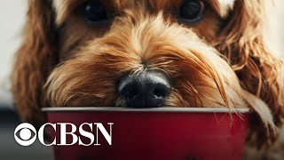 Several pet food brands recalled due to salmonella risk