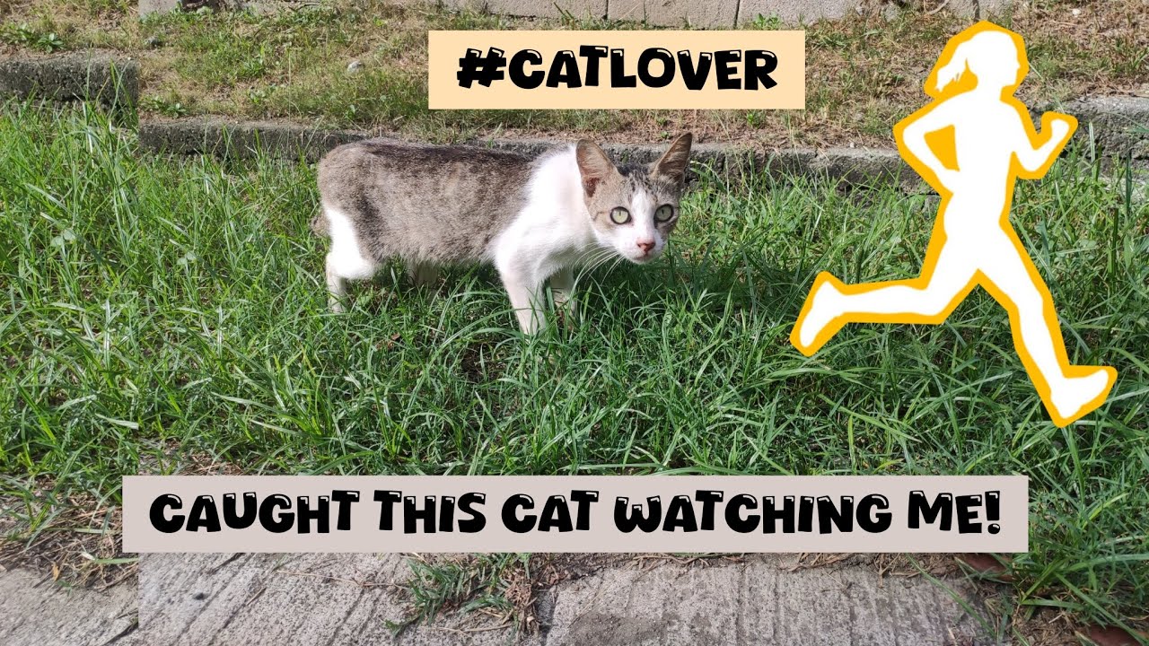 Vlog #8 : Cats Spotted During My Strava Walk — So Cute, I Almost Took One Home! 