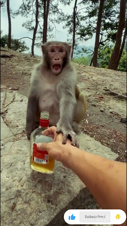 Monkey drink funny 😆🤣#shorts #funny