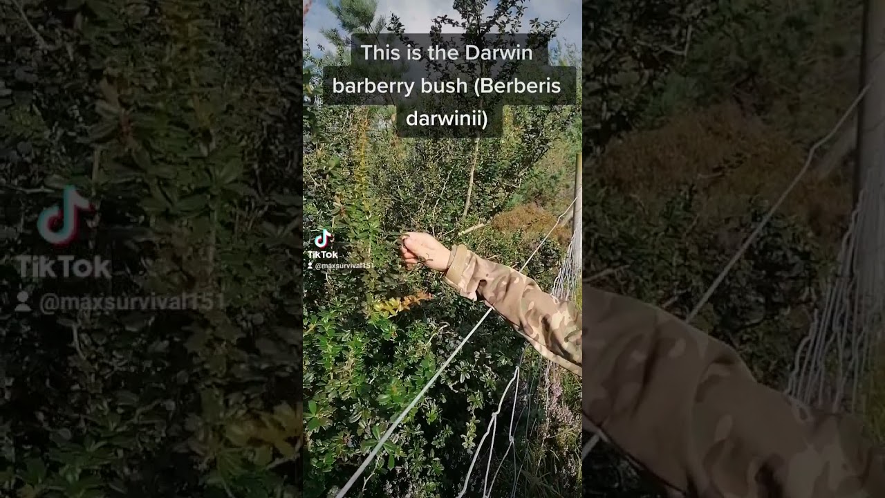 Edible Darwin Barberry