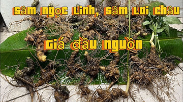 Sâm ngọc linh già tím lịm, mua sâm giá đầu nguồn siêu rẻ, tam thất rừng vài chục năm tuổi, lá sâm