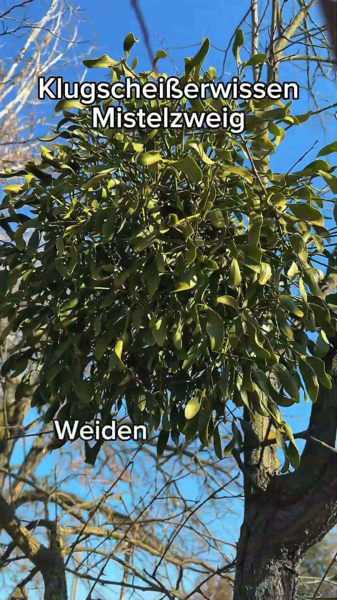 Mistelzweige 👀 #misteln #garten #gartentipps #weihnachten - YouTube