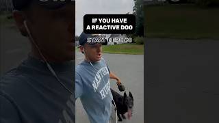 The Reality of Owning a Reactive Dog and How to Track Real Progress