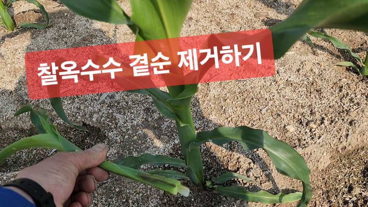 찰옥수수 곁순 제거하기(2025년 5월 26일)