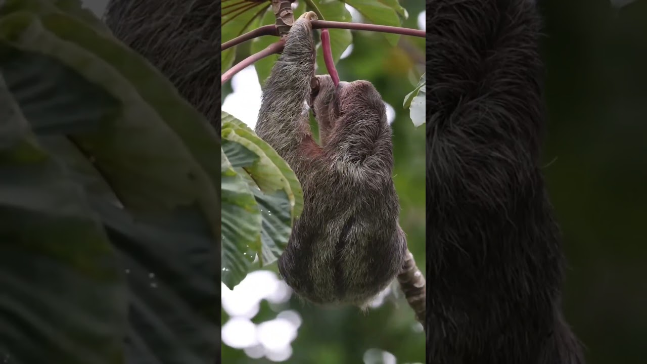 Sloth🦥 