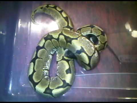 spider ball-python eats mouse