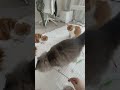 【猫】あまりにも早い…新たなおもちゃの生き様を見守る会。