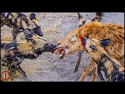 Terrifying Hyena Ambush