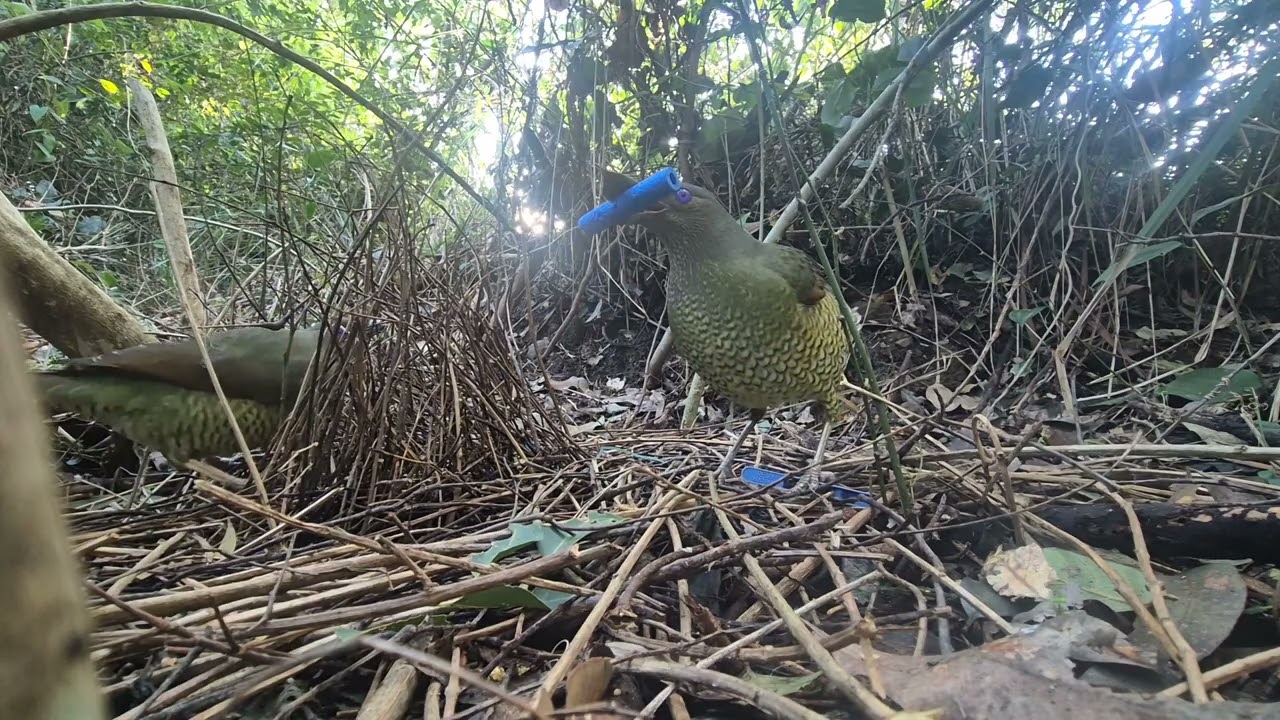 Young Male Satin Bower Bird Dancing and Imitating Native Birds