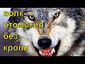 Волк отомстил без крови Волк отомстил без крови