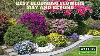 🌼 Best Blooming Flowers - May and Beyond 🌼