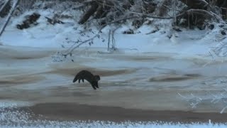 26-30 11 2022г характеристика яблонь чудная и братчуд