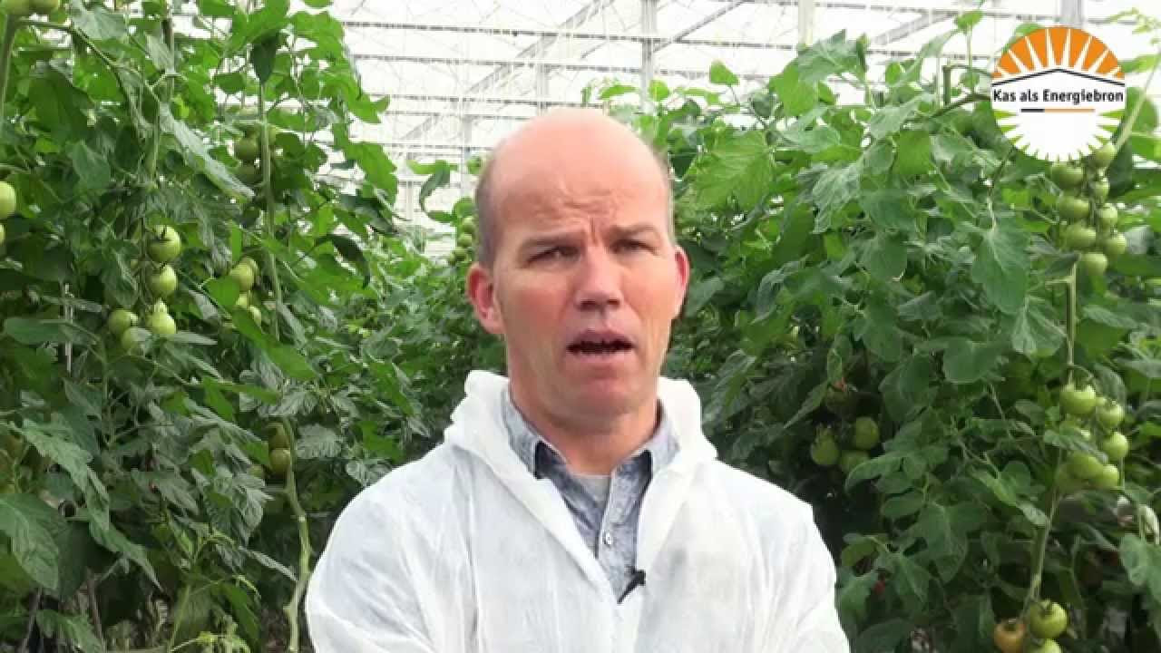 Ervaringen met HNT bij Kwekerij Vereijken tomaten