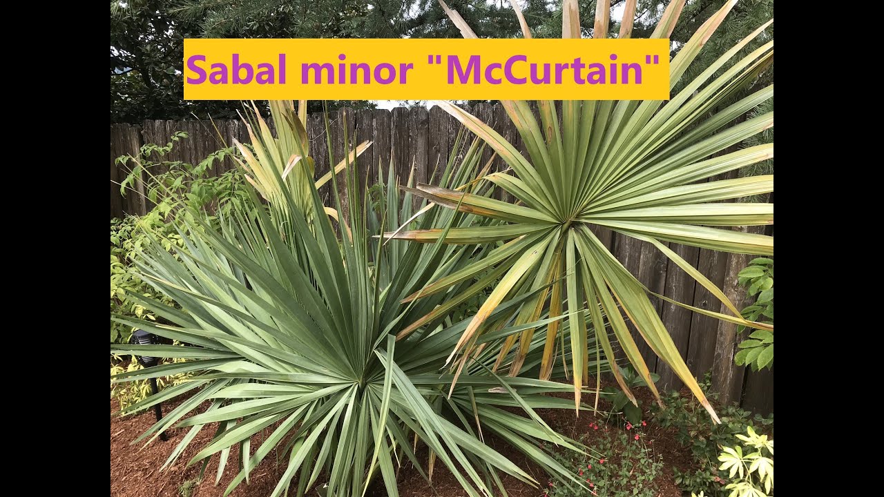 Sabal Minor “McCurtain” - Growth rate - YouTube