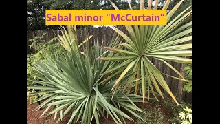 Sabal Minor Mccurtain - Growth Rate