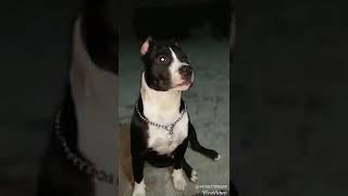 6 Month Pitbull In Punjab