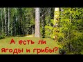 Есть ли в ЭТОМ ГОДУ в лесу ягоды и грибы?