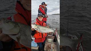 Пилькер "Джек" и жерех. #рыбалка  #рыболовная #база #fishing #спиннинг #нижнее_займище #волга #топ
